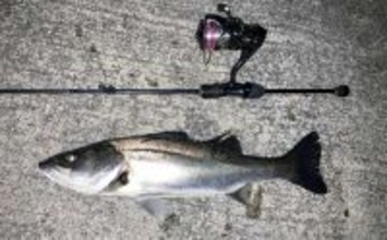 アジングタックルでシーバス20匹【四日市港・三重】セイゴサイズ中心に連続ヒット