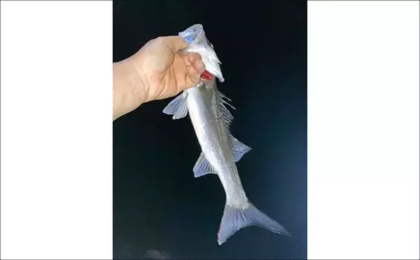 「アジングタックルでシーバス20匹【四日市港・三重】セイゴサイズ中心に連続ヒット」の画像