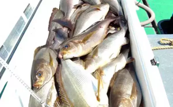 「今が旬！」テンビン五目釣りで良型イサキが入れ食い【船のエサ釣り最新情報10選・福岡】