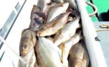 「今が旬！」テンビン五目釣りで良型イサキが入れ食い【船のエサ釣り最新情報10選・福岡】