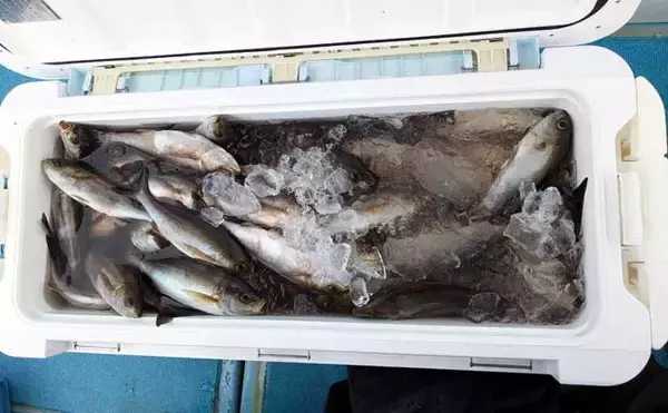 「「今が旬！」テンビン五目釣りで良型イサキが入れ食い【船のエサ釣り最新情報10選・福岡】」の画像