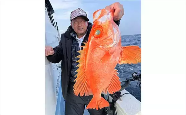 「「今が旬！」テンビン五目釣りで良型イサキが入れ食い【船のエサ釣り最新情報10選・福岡】」の画像