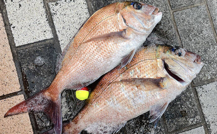磯チヌ釣り大会でマダイ2連発！【山口】本命チヌは規定数5匹キャッチに成功
