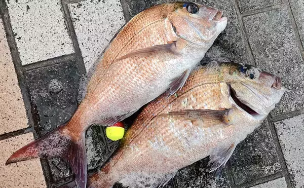 「磯チヌ釣り大会でマダイ2連発！【山口】本命チヌは規定数5匹キャッチに成功」の画像
