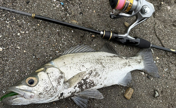 ライトタックル片手に釣り歩いたら何魚種釣れる？ 35cmヒラセイゴにアジ＆カマスも登場【三浦半島】