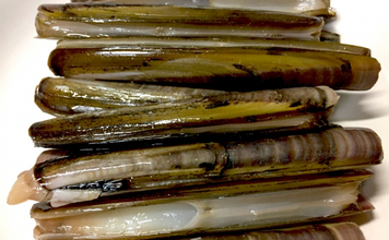 アメリカの潮干狩りターゲットは『カミソリ貝』　マテガイの仲間？