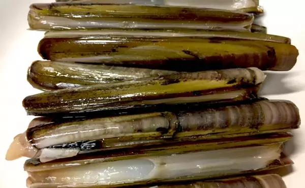 アメリカの潮干狩りターゲットは『カミソリ貝』　マテガイの仲間？