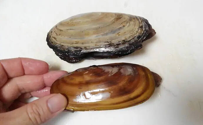 アメリカの潮干狩りターゲットは『カミソリ貝』　マテガイの仲間？