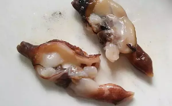 「アメリカの潮干狩りターゲットは『カミソリ貝』　マテガイの仲間？」の画像