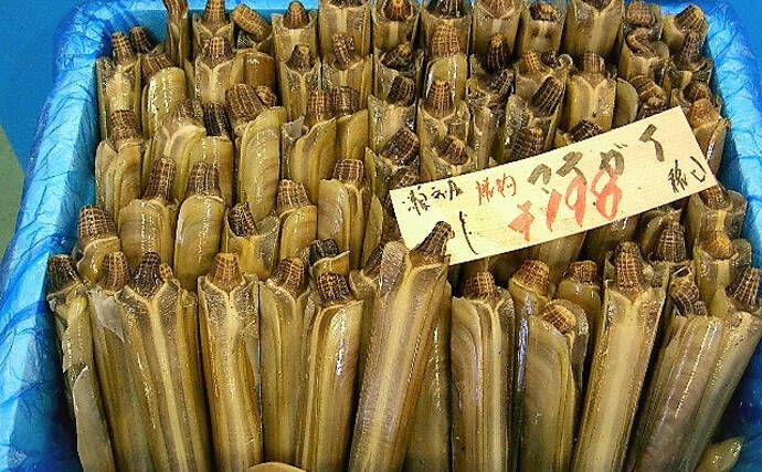 アメリカの潮干狩りターゲットは『カミソリ貝』　マテガイの仲間？