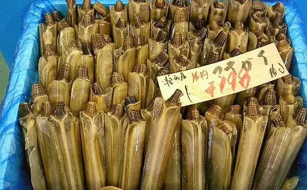 「アメリカの潮干狩りターゲットは『カミソリ貝』　マテガイの仲間？」の画像