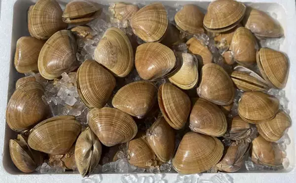 『バカガイ』が「バカ」と名付けられた意外な理由　実は俗称ではなく標準和名