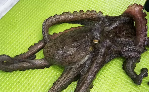 東京湾で船中マダコ100杯超え！【横内丸】金沢八景沖をエギタコ釣りで探る