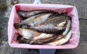 櫛田川での渓流釣りで24cm頭に良型アマゴ連発【三重】エサ・ルアー共にヒット