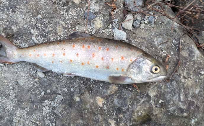 櫛田川での渓流釣りで24cm頭に良型アマゴ連発【三重】エサ・ルアー共にヒット