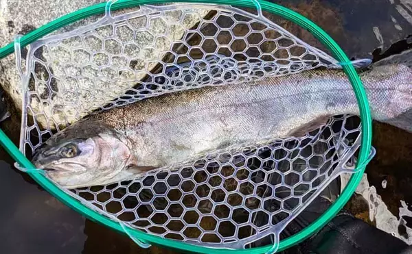 早川での渓流エサ釣りで53cmニジマスを手中！【神奈川】ブドウ虫エサにヒット