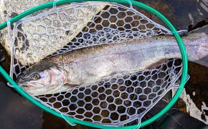 早川での渓流エサ釣りで53cmニジマスを手中！【神奈川】ブドウ虫エサにヒット