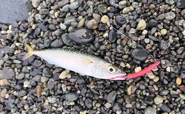 「西湘サーフの人気釣法「サーフトローリング」でブリの幼魚ワカシをキャッチ！【大磯】」の画像