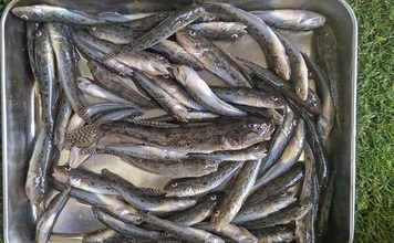 矢那川河口のハゼ釣りで8cm級中心に35尾【千葉】ミャク釣りで積極的に仕掛け動かし攻略