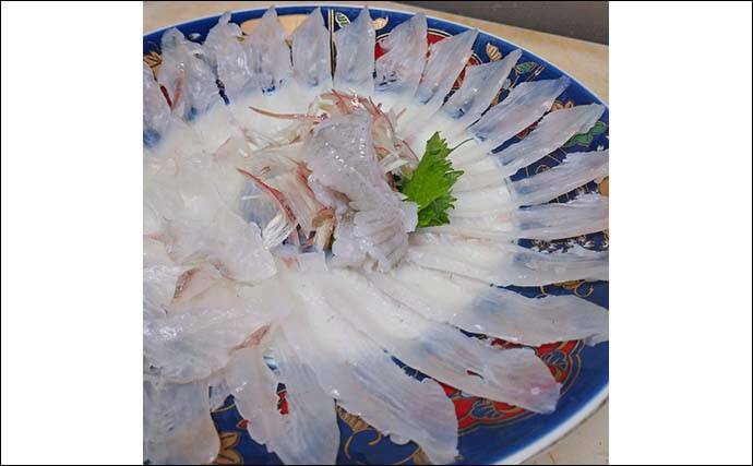 船でのイワシ泳がせ釣りでヒラメ8尾にマゴチ3尾と快釣【茨城・かもめ丸】
