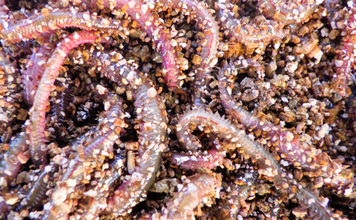 釣り人的には「軽い気持ち」でも採取すると密漁になる『えむし』にご注意を