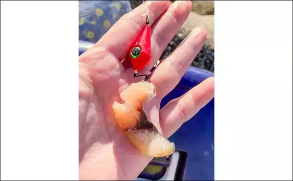 「産卵期接岸のカサゴを狙った穴釣りで怪物級24cm含む良型7匹手中【三重・箕田テトラ帯】」の画像