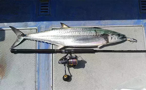 「静岡沖の乗っ込みマダイをタイラバで攻略！【ロッド・リール・ライン・タイラバの選び方を解説】」の画像