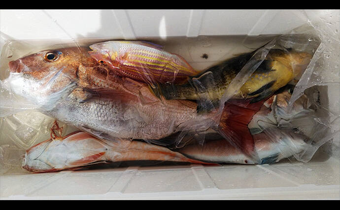 静岡沖の乗っ込みマダイをタイラバで攻略！【ロッド・リール・ライン・タイラバの選び方を解説】