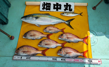 ビニール片でマダイにブリが釣れた！【和歌山・加太】伝統釣法「高仕掛け」は不思議な釣り？