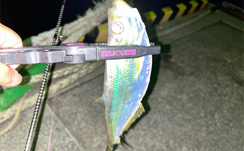 「秋だけどまだ釣れる！」上天草でのルアーフィッシングで有明ターポン連発【熊本】