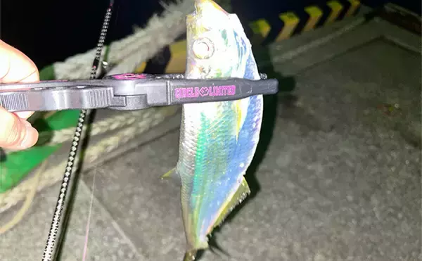 「秋だけどまだ釣れる！」上天草でのルアーフィッシングで有明ターポン連発【熊本】