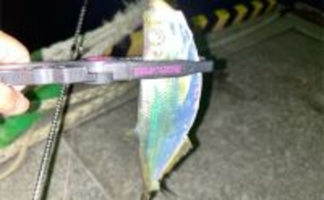 「秋だけどまだ釣れる！」上天草でのルアーフィッシングで有明ターポン連発【熊本】