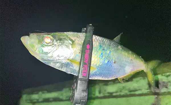 「「秋だけどまだ釣れる！」上天草でのルアーフィッシングで有明ターポン連発【熊本】」の画像