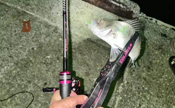 「「秋だけどまだ釣れる！」上天草でのルアーフィッシングで有明ターポン連発【熊本】」の画像