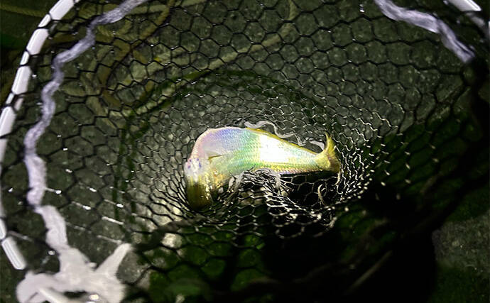 「秋だけどまだ釣れる！」上天草でのルアーフィッシングで有明ターポン連発【熊本】