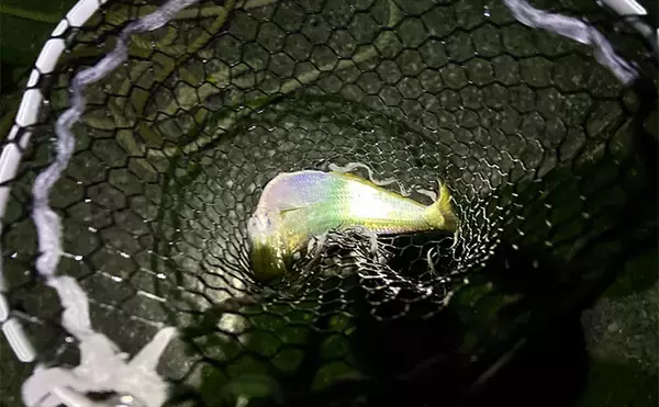 「「秋だけどまだ釣れる！」上天草でのルアーフィッシングで有明ターポン連発【熊本】」の画像