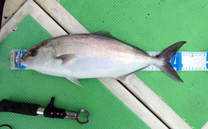 船の青物五目釣りの基本と攻略法　落とし込みサビキ＆天ビン仕掛けの実践テクを徹底解説