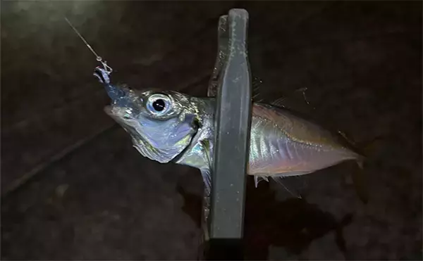 アジとメバルの「プランクトンパターン」を理解しよう　発生の条件とは？