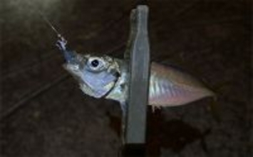 アジとメバルの「プランクトンパターン」を理解しよう　発生の条件とは？