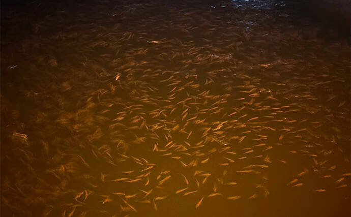 アジとメバルの「プランクトンパターン」を理解しよう　発生の条件とは？