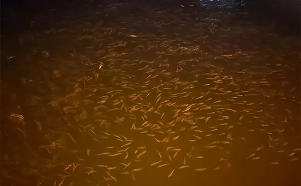 「アジとメバルの「プランクトンパターン」を理解しよう　発生の条件とは？」の画像