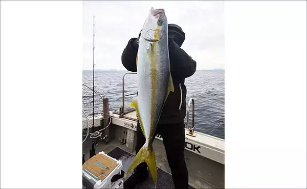 「【沖のルアー釣果速報】玄界灘ヒラマサキャスティング好況！10kg超頭に良型続出（福岡）」の画像