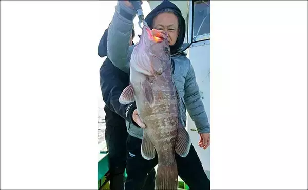 「【沖のルアー釣果速報】玄界灘ヒラマサキャスティング好況！10kg超頭に良型続出（福岡）」の画像