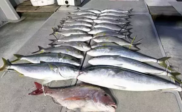 「【沖のルアー釣果速報】玄界灘ヒラマサキャスティング好況！10kg超頭に良型続出（福岡）」の画像