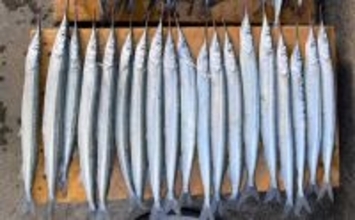 鹿島港魚釣園のサヨリ釣りで50尾キャッチ【茨城】付けエサが釣果の鍵に