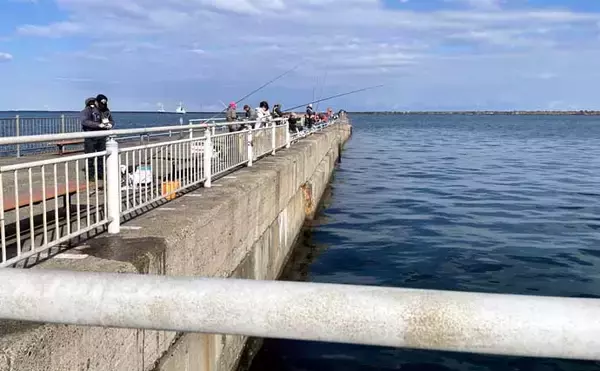 「鹿島港魚釣園のサヨリ釣りで50尾キャッチ【茨城】付けエサが釣果の鍵に」の画像