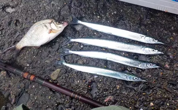 鹿島港サヨリ釣りで本命4匹と苦戦【茨城】まきエサワークとアワセが重要か