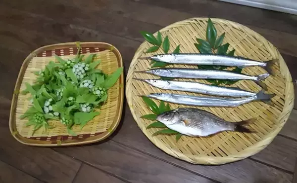 「鹿島港サヨリ釣りで本命4匹と苦戦【茨城】まきエサワークとアワセが重要か」の画像