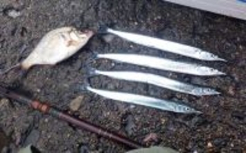 鹿島港サヨリ釣りで本命4匹と苦戦【茨城】まきエサワークとアワセが重要か