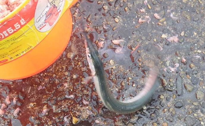 鹿島港サヨリ釣りで本命4匹と苦戦【茨城】まきエサワークとアワセが重要か